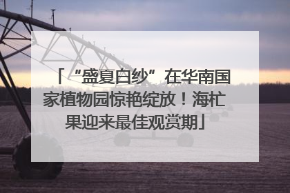 “盛夏白纱”在华南国家植物园惊艳绽放！海杧果迎来最佳观赏期
