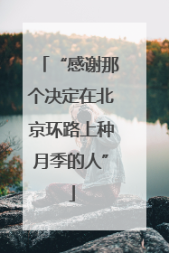 “感谢那个决定在北京环路上种月季的人”