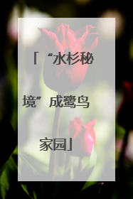 “水杉秘境”成鹭鸟家园