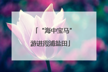 “海中宝马”游进霞浦盐田
