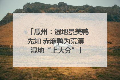 瓜州：湿地景美鸭先知 赤麻鸭为荒漠湿地“上大分”