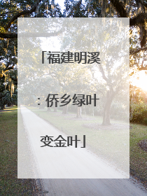 福建明溪：侨乡绿叶变金叶
