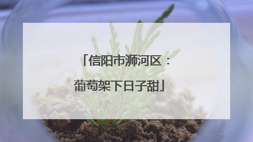 信阳市浉河区：葡萄架下日子甜
