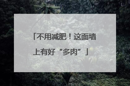 不用减肥！这面墙上有好“多肉”