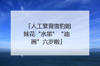 人工繁育雪豹姐妹花“水墨”“油画”六岁啦