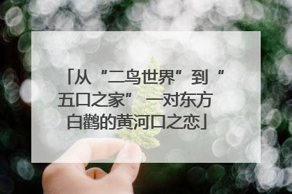 从“二鸟世界”到“五口之家” 一对东方白鹳的黄河口之恋