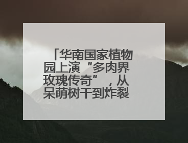 华南国家植物园上演“多肉界玫瑰传奇”，从呆萌树干到炸裂种子全是戏！