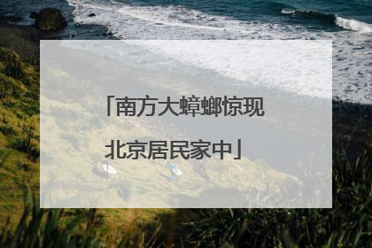 南方大蟑螂惊现北京居民家中