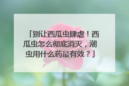 别让西瓜虫肆虐！西瓜虫怎么彻底消灭，潮虫用什么药最有效？