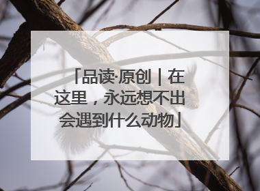 品读·原创｜在这里，永远想不出会遇到什么动物