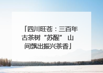 四川旺苍：三百年古茶树“苏醒” 山间飘出振兴茶香