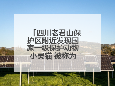 四川老君山保护区附近发现国家一级保护动物小灵猫 被称为“生态试纸”