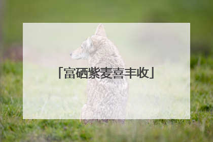 富硒紫麦喜丰收