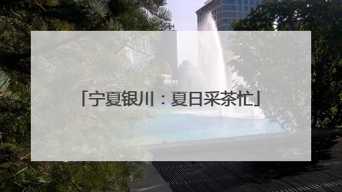宁夏银川：夏日采茶忙