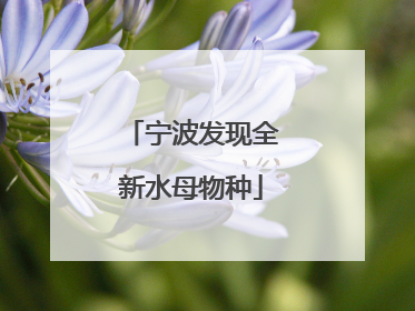 宁波发现全新水母物种