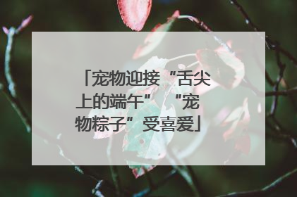 宠物迎接“舌尖上的端午” “宠物粽子”受喜爱