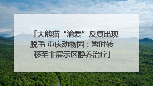 大熊猫“渝爱”反复出现脱毛 重庆动物园：暂时转移至非展示区静养治疗