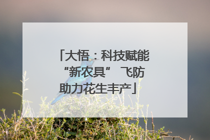 大悟：科技赋能“新农具” 飞防助力花生丰产