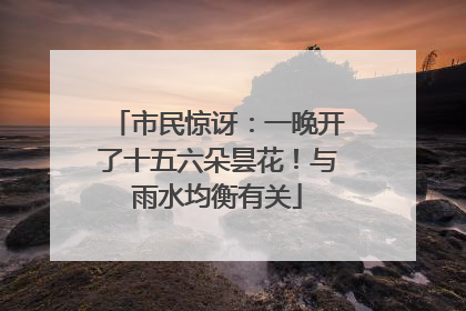 市民惊讶：一晚开了十五六朵昙花！与雨水均衡有关