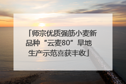 师宗优质强筋小麦新品种“云麦80”旱地生产示范喜获丰收