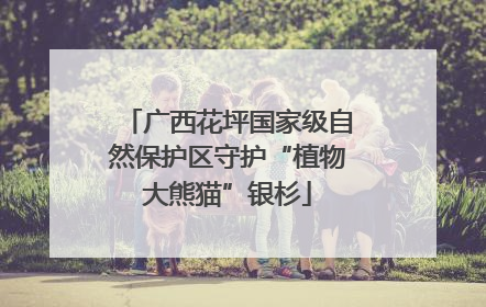 广西花坪国家级自然保护区守护“植物大熊猫”银杉