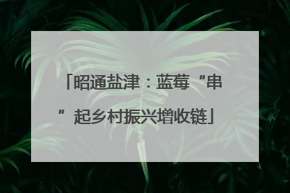 昭通盐津：蓝莓“串”起乡村振兴增收链