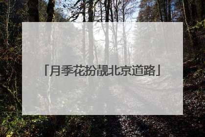 月季花扮靓北京道路