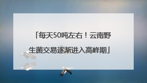 每天50吨左右！云南野生菌交易逐渐进入高峰期