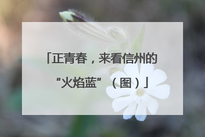 正青春，来看信州的“火焰蓝”（图）