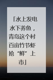 水上发电水下养鱼，青岛这个村百亩竹节虾抢“鲜”上市