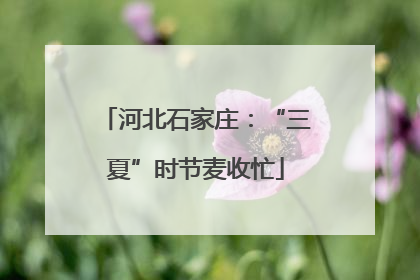 河北石家庄：“三夏”时节麦收忙