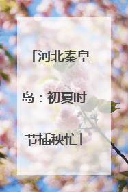 河北秦皇岛：初夏时节插秧忙