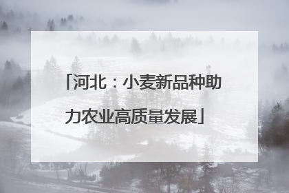 河北：小麦新品种助力农业高质量发展