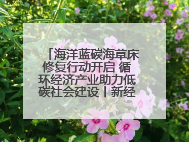 海洋蓝碳海草床修复行动开启 循环经济产业助力低碳社会建设丨新经济观察