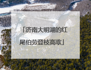济南大明湖的红尾伯劳登枝高歌