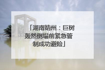 湖南靖州：巨树轰然倒塌前紧急管制成功避险