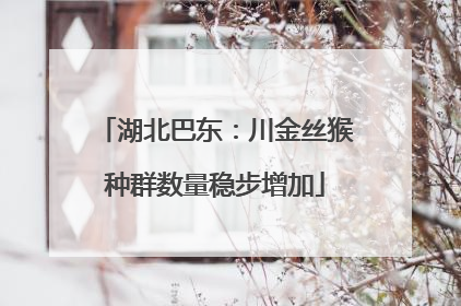 湖北巴东：川金丝猴种群数量稳步增加