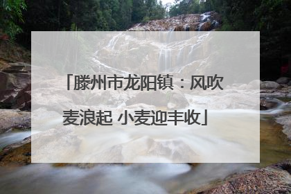 滕州市龙阳镇：风吹麦浪起 小麦迎丰收