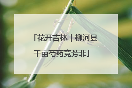 花开吉林｜柳河县千亩芍药竞芳菲