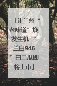 让兰州“老味道”焕发生机 “兰白946”白兰瓜即将上市