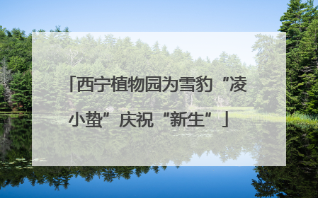 西宁植物园为雪豹“凌小蛰”庆祝“新生”