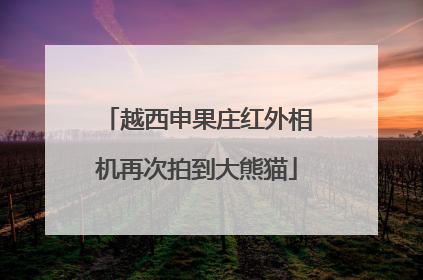 越西申果庄红外相机再次拍到大熊猫