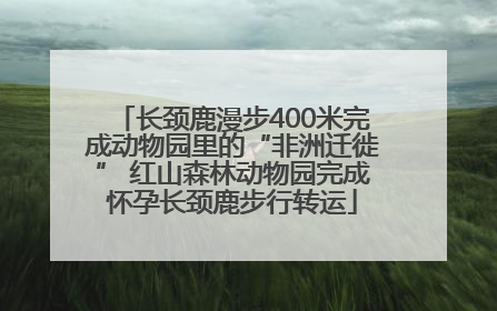 长颈鹿漫步400米完成动物园里的“非洲迁徙” 红山森林动物园完成怀孕长颈鹿步行转运