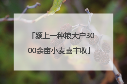 颍上一种粮大户3000余亩小麦喜丰收
