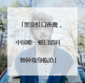 黑顶蛙口夜鹰，中国唯一蟆口鸱科物种现身临沧