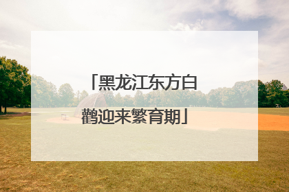 黑龙江东方白鹳迎来繁育期